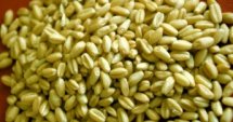 950 лв./тон за семена от пшеница