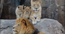 Нов дом за софийските лъвове