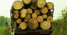 МЗХ обещава достатъчно дърва за огрев