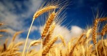 Реколтата: 3,9 млн. тона пшеница 
