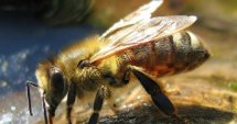 Кредити за пчелари