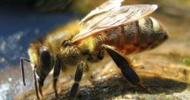 Най-голямото пчеларско изложение в Европа